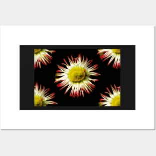 Daisies, Daisies Posters and Art